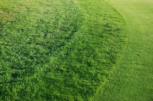 The-Fringe-is-Too-Green-for-the-Mainstream